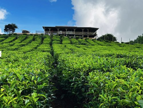 tea factory - bois chery